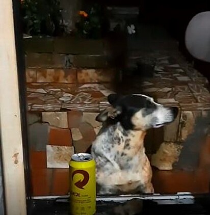 Ao final do vídeo a cachorrinha tenta ignorar o que seu tutor diz