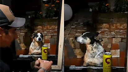 Vídeo em que a cachorrinha Belinha leva um sermão de seu tutor, por ter marcado o concreto com ‘marcas de pata’ foi postado em agosto