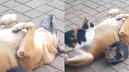 Cão é visto dormindo de patinha para cima e gato aproveita situação para deitar em sua pancinha.
