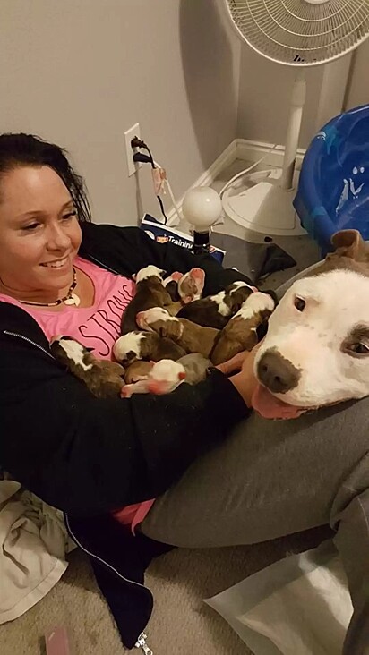 A cadela colocou todos os seus filhotes no colo da mulher, para que ela ajudasse a cuidá-los.