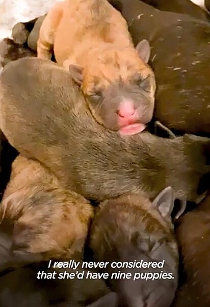 A cadela deu à luz nove lindos filhotes.