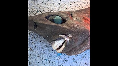 Animal misterioso de olhos e dentes esbugalhados é capturado no fundo do mar.