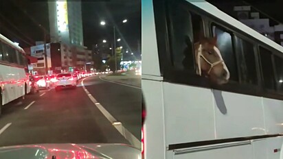 Motorista avista cavalo circulando na cidade dentro de ônibus.