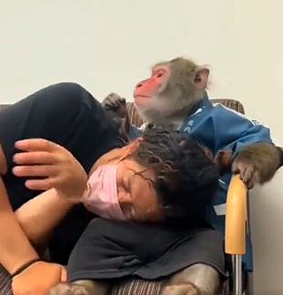 Macaco consolou o humano
