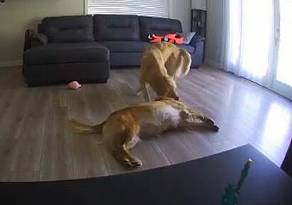 As cachorras ficaram lutando com o brinquedo preso em seus focinhos
