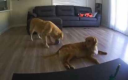 Após a saída de sua tutora os cachorros começaram a briga pelo brinquedo