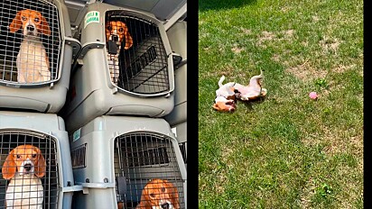 Os beagles foram resgatados de um centro de reprodução e agora procuram um lar