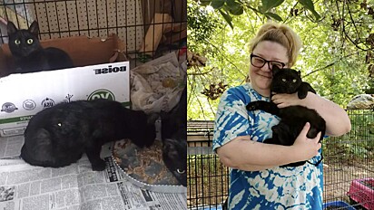 Abrigo faz evento para incentivar a adoção de 40 gatos pretos resgatados.