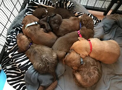 A cadela deu à luz oito filhotes.