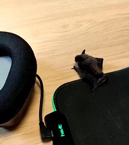 O ratinho na verdade era um morcego.