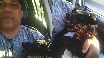 Durante corrida, motorista segura cão recém-castrado no colo para que dona fazer compras no pet shop.