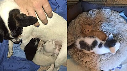 Após perder seus filhotes a cachorra adotou três gatinhos