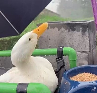 O pato tem agora 10 meses de vida
