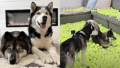 Cães têm reação curiosa ao ficarem sozinhos em casa com mais de 2.000 bolinhas de tênis.