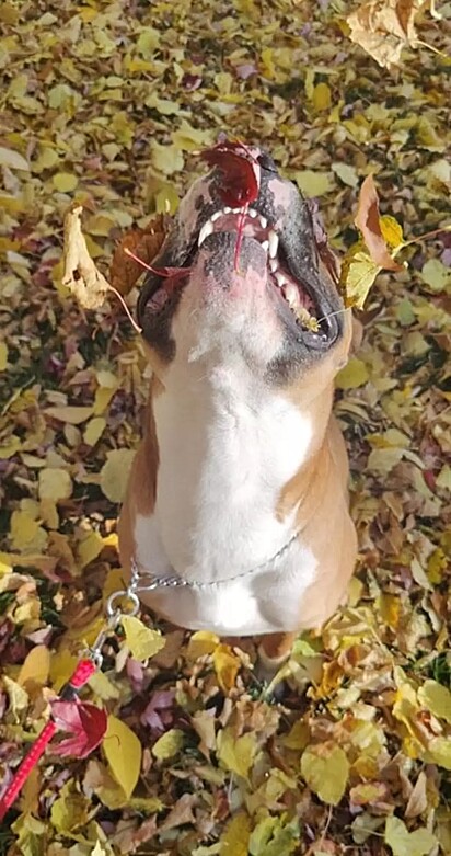 O cachorro está tentando pegar uma folha com sua boca