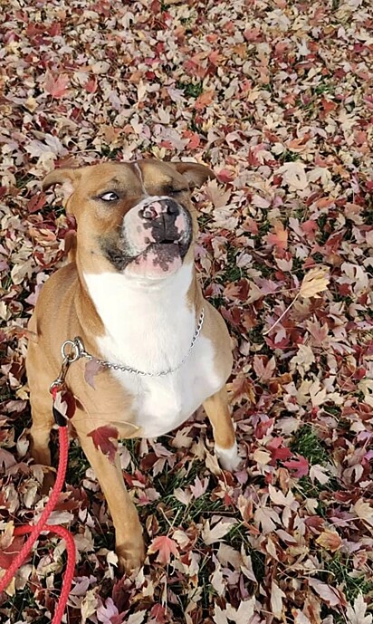 Max está sentado sobre as folhas com uma cara engraçada