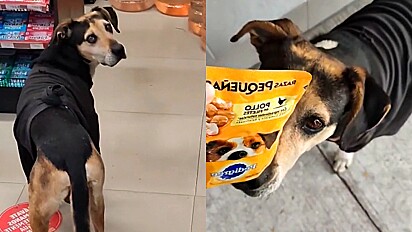 Cão convence 6 clientes a alimentá-lo em uma mesma manhã em loja.
