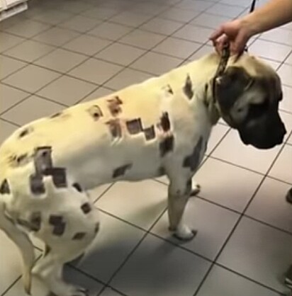 O cão com as marcas pelo corpo.