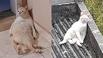 Gato tem jeito peculiar de sentar e hábito chama a atenção dos internautas.