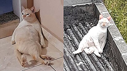 Cão fica apavorado ao ganhar beijos de gato e vídeo engraçado