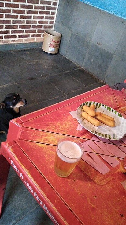 A cachorrinha está ao lado da mesa