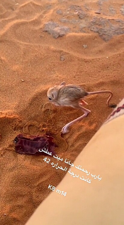 O animal qie o homem encontrou no deserto foi uma jerboa.