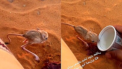 Homem encontra animal durante caminhada no deserto e lhe oferece água para se refrescar.