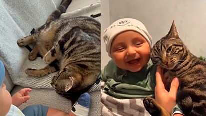 O vídeo publicado mostra gato e bebê sendo apresentados e tornou-se sinônimo de fofura