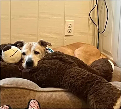 A cachorra está deitada sob um urso de pelúcia gigante