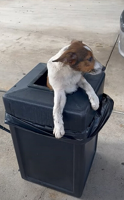 O cãozinho está na lata de lixo