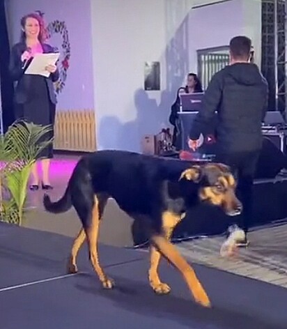 O cão tomou conta do palco.