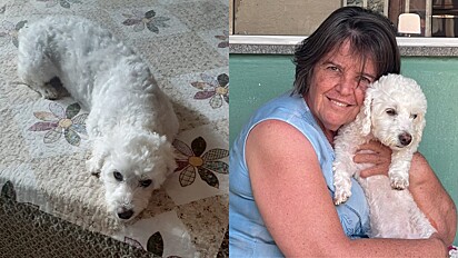 A pedido de amiga no seu leito de morte, mulher adota sua cachorrinha.