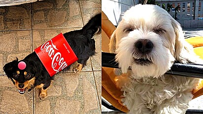 Internautas mostram fotos de seus cães falsificados comprados como de raças: Conheça os Cães da Shopee.
