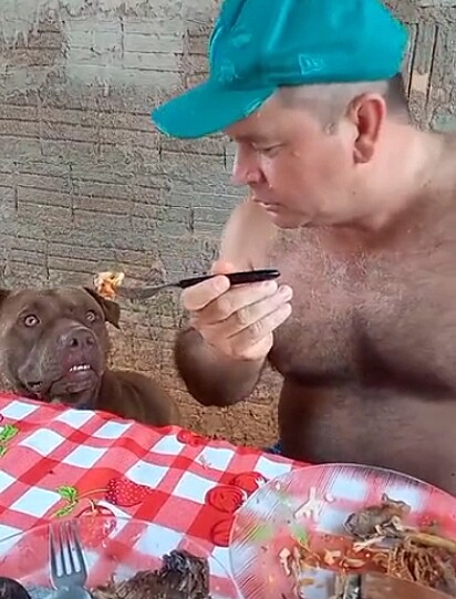 A pit bull ansiosa em receber a comida.