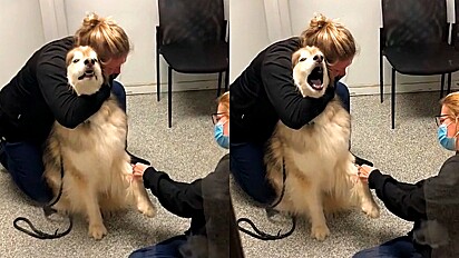 Cão husky faz o maior drama para tirar sangue e é consolado.