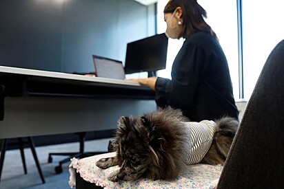 Cãozinho acompanhando tutora no trabalho.