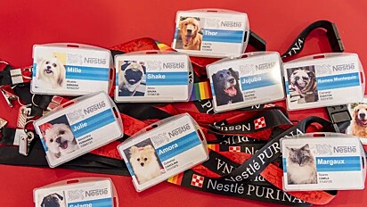 Diversos crachás de cães de funcionários da Nestlé