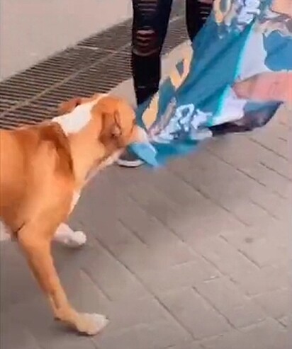 O cão puxando a bandeira com os dentes.