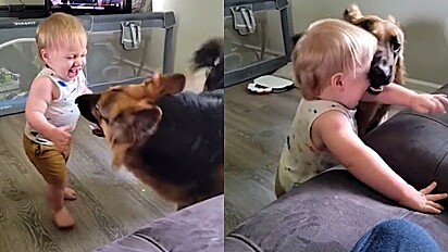 Bebê dá a risada mais histérica e gostosa ao brincar com cão pastor alemão.