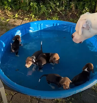 Os cãezinhos estão brincando na piscina sob supervisão da pit bull