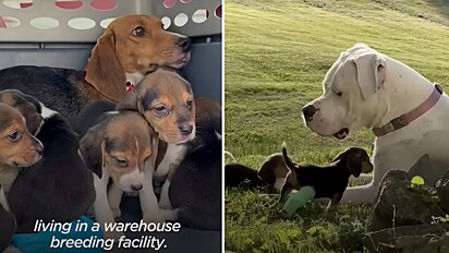 Pit bull surda vira babá de 7 filhotes beagles, após mãe ser resgatada de laboratório de testes