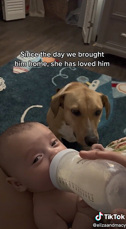 A canina está ao lado do canino enquanto ele bebe leite