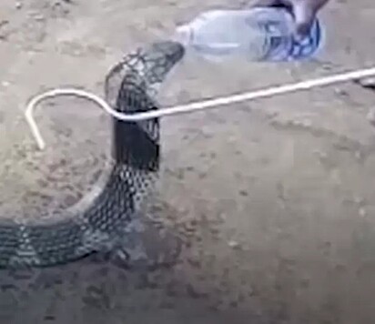 A cobra está bebendo água de uma garrafa plástica
