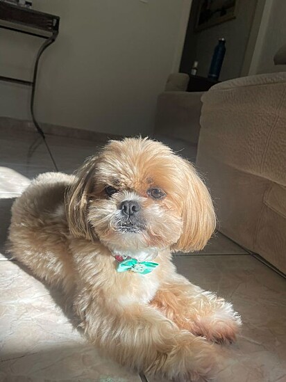 A canina está tomando um banho de sol