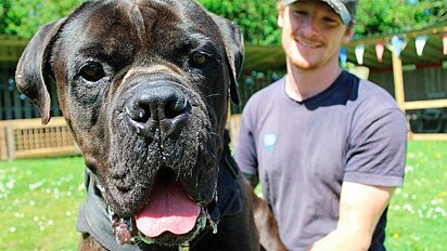 Cão gigante de abrigo que era rejeitado por seu tamanho recebe segunda chance de ser feliz em novo lar.