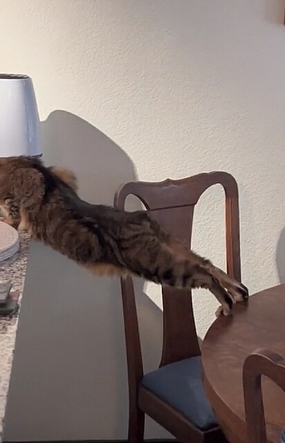 O gato apoiou as patas traseiras na mesa de jantar.