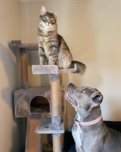 De tanto observar seus irmãos felinos, a pitbull aprendeu a escalar janelas e poleiros.