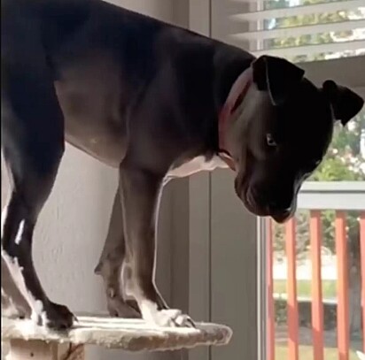 Aqui a prova viva que um pitbull pode fazer o que quiser, inclusive, aprender a escalar como um gatinho.