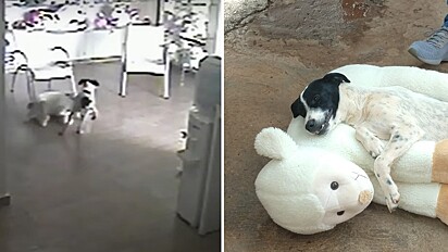 Cão ganha bicho de pelúcia após tentar furtá-lo de loja.