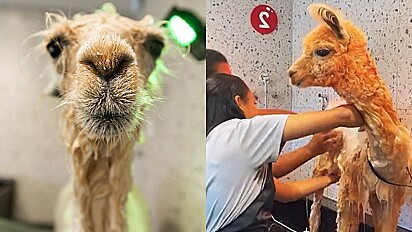 Pet shop recebe animal inusitado para banhar: uma lhama.